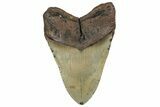 Fossil Megalodon Tooth - North Carolina #299022-2